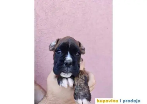 Nemački Bokser štenci - 8/15