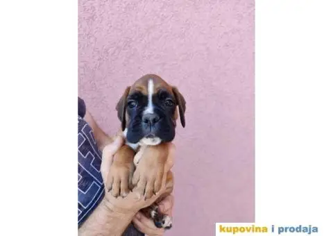 Nemački Bokser štenci - 9/15
