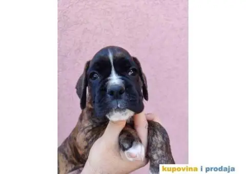 Nemački Bokser štenci - 10/15