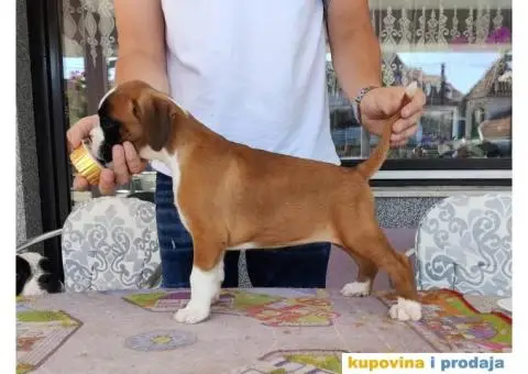 Nemački Bokser štenci - 11/15