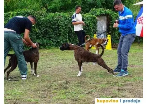 Nemački Bokser štenci - 12/15