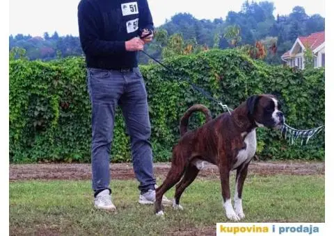 Nemački Bokser štenci - 13/15