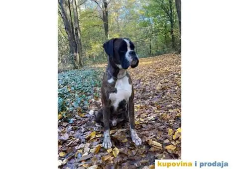 Nemački Bokser štenci - 14/15