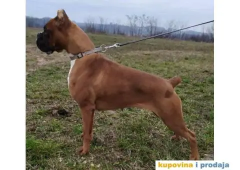 Nemački Bokser štenci - 15/15