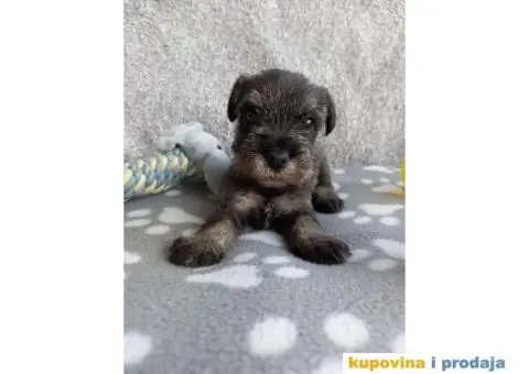 Srednji Šnaucer štenci - 1/9