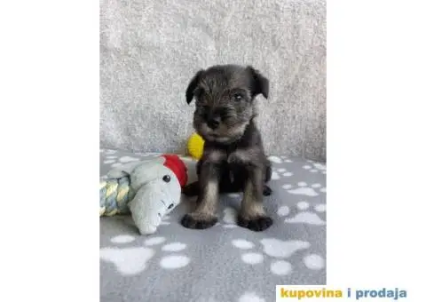 Srednji Šnaucer štenci - 2/9