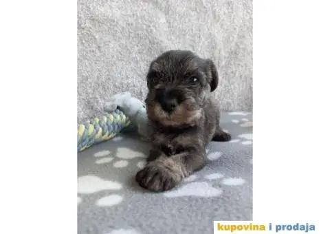 Srednji Šnaucer štenci - 4/9