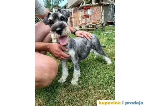 Srednji Šnaucer štenci - 9/9