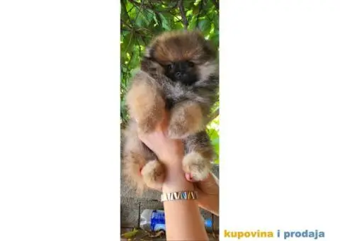 Pomeranac BOO medvedić - 1/7