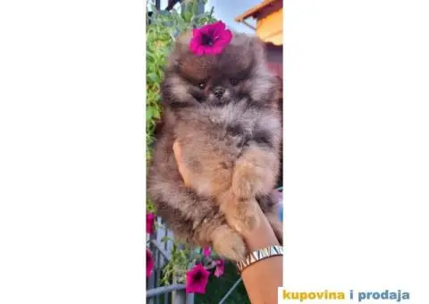 Pomeranac BOO medvedić - 2/7