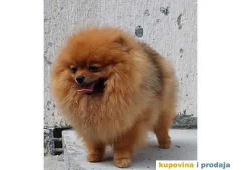 Pomeranac BOO medvedić - 3/7