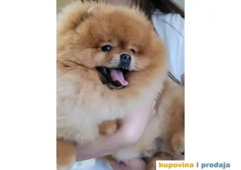 Pomeranac BOO medvedić - 4/7