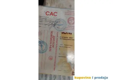 Pomeranac BOO medvedić - 5/7