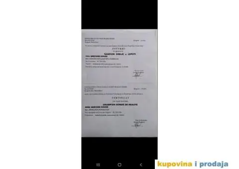 Pomeranac BOO medvedić - 6/7