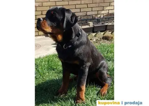 Rotvajler prodaja - 2/10