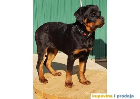 Rotvajler prodaja - 3/10