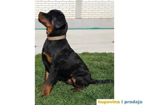 Rotvajler prodaja - 4/10