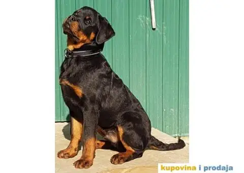 Rotvajler prodaja - 5/10