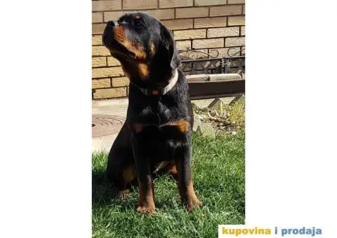 Rotvajler prodaja - 6/10