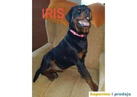 Rotvajler prodaja - 7/10