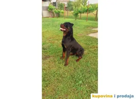 Rotvajler prodaja - 8/10