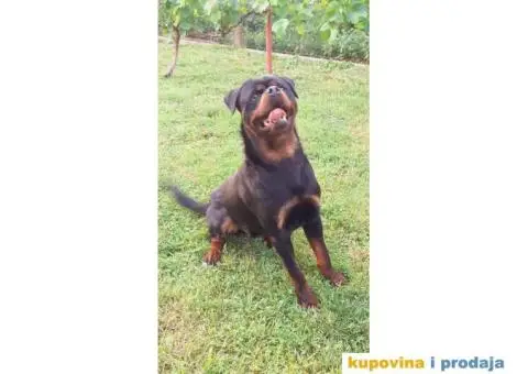 Rotvajler prodaja - 9/10