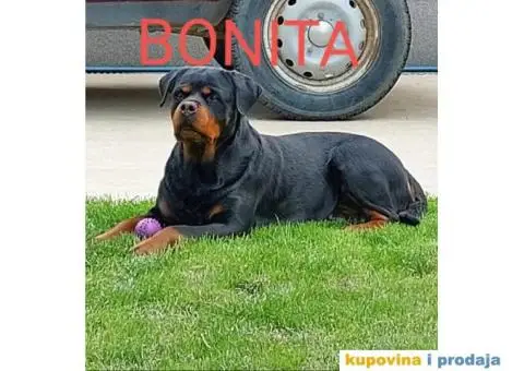 Rotvajler prodaja - 10/10