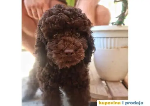 Patuljasta Pudla - 1/7