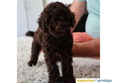 Patuljasta Pudla - 2/7