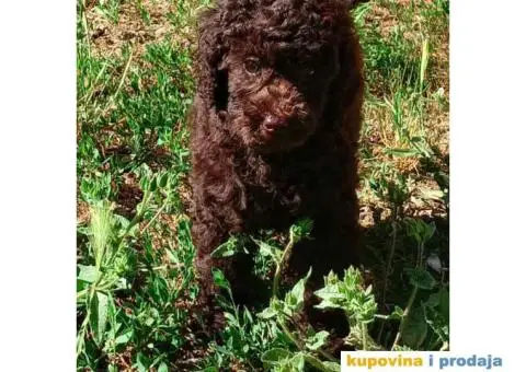 Patuljasta Pudla - 3/7