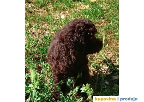 Patuljasta Pudla - 4/7