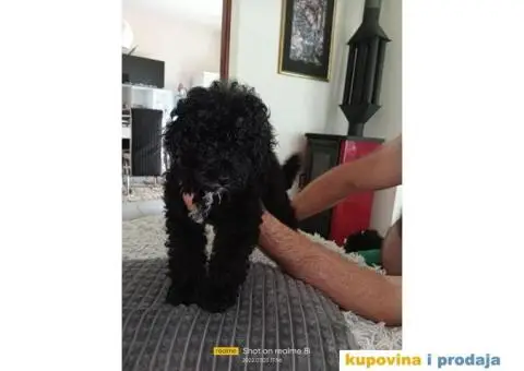 Patuljasta Pudla - 5/7