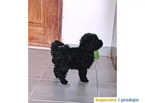 Patuljasta Pudla - 6/7