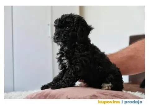 Patuljasta Pudla - 7/7