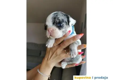 Francuski Buldog - 1/10