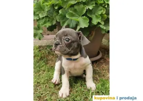 Francuski Buldog - 2/10