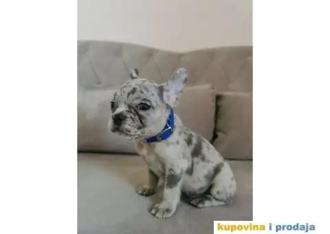 Francuski Buldog - 3/10