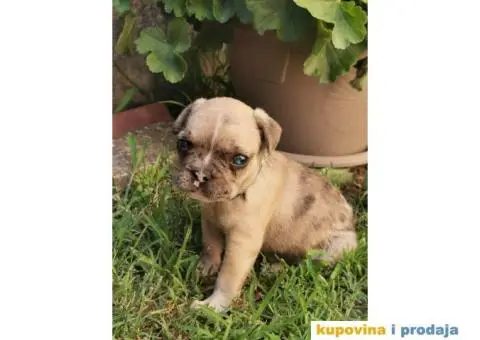Francuski Buldog - 4/10