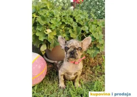 Francuski Buldog - 5/10