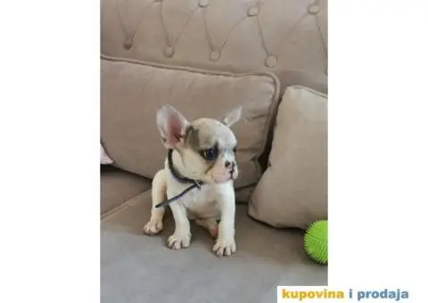 Francuski Buldog - 6/10