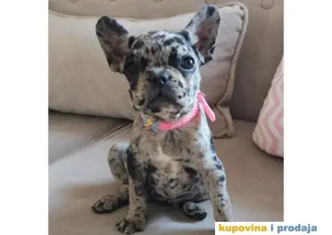 Francuski Buldog - 7/10
