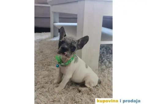 Francuski Buldog - 8/10