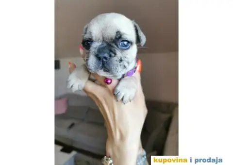 Francuski Buldog - 9/10