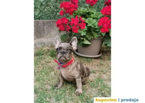 Francuski Buldog - 10/10