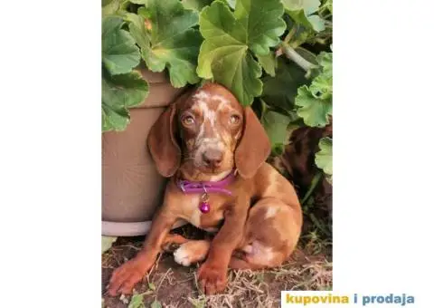 Patuljasti jazavičari - 1/10