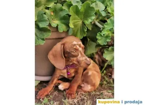 Patuljasti jazavičari - 2/10