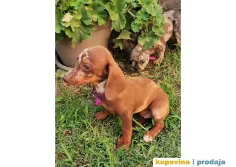 Patuljasti jazavičari - 3/10