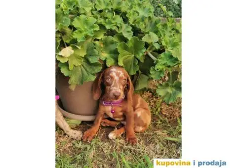 Patuljasti jazavičari - 4/10