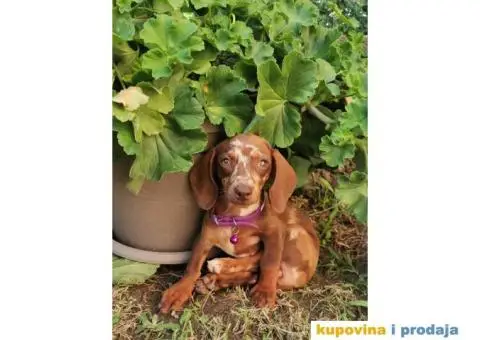 Patuljasti jazavičari - 5/10