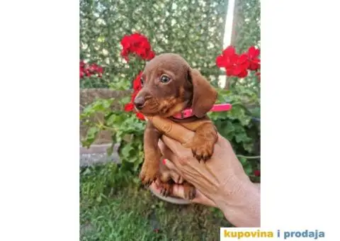 Patuljasti jazavičari - 6/10